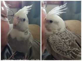 Lost Cockatiel