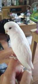 Lost Budgerigar