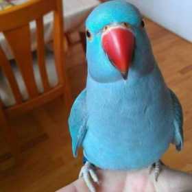 Lost Indian Ringneck Parakeet