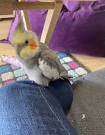 Lost Cockatiel