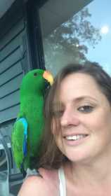Lost Eclectus
