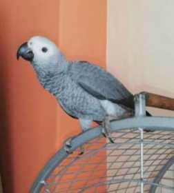 Lost African Grey