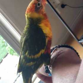 Lost Lory / Lorikeet