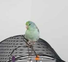 Lost Parrotlet