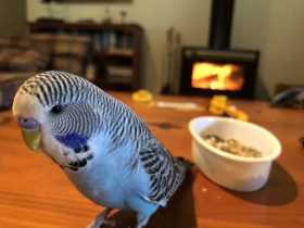 Lost Budgerigar