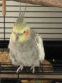 Lost Cockatiel