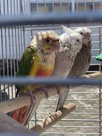 Lost Conure