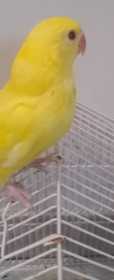 Lost Indian Ringneck Parakeet