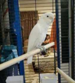 Lost Cockatoo