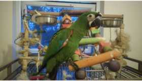 Lost Macaw