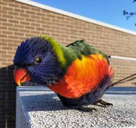 Lost Lory / Lorikeet