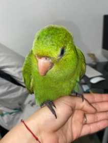 Lost Conure