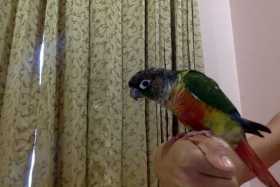 Lost Conure