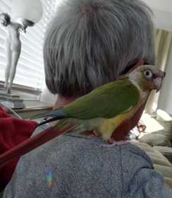 Lost Conure