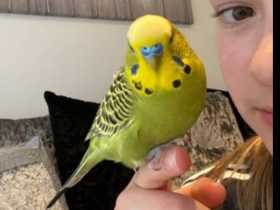 Lost Budgerigar