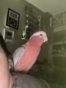 Lost Galah Cockatoo