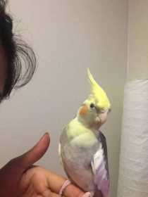 Lost Cockatiel