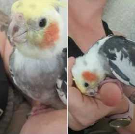 Lost Cockatiel