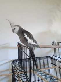 Lost Cockatiel