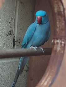 Lost Indian Ringneck Parakeet