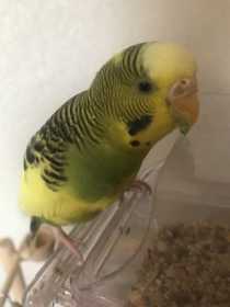 Lost Parakeet