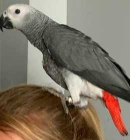Lost African Grey