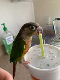 Lost Conure