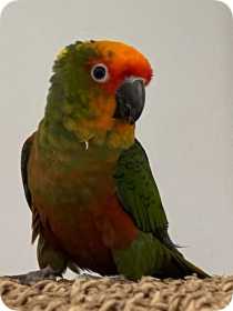 Lost Conure