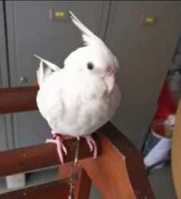 Lost Cockatiel