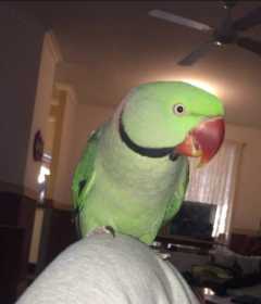 Lost Alexandrine