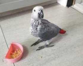 Lost African Grey