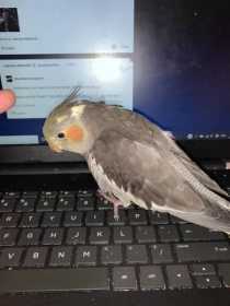 Lost Cockatiel