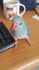 Lost Indian Ringneck Parakeet