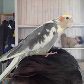 Lost Cockatiel