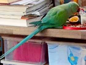 Lost Indian Ringneck Parakeet