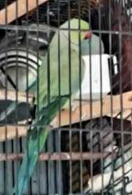 Lost Indian Ringneck Parakeet