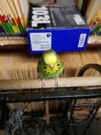 Lost Budgerigar