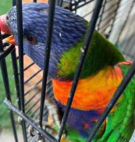 Lost Lory / Lorikeet