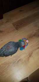 Lost African Grey