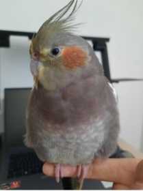 Lost Cockatiel