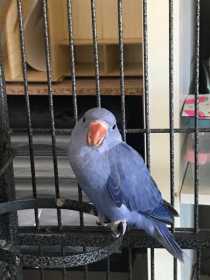 Lost Indian Ringneck Parakeet
