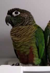 Lost Conure