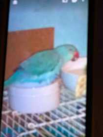 Lost Indian Ringneck Parakeet