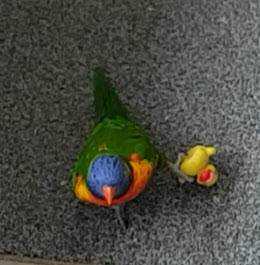 Lost Lory / Lorikeet