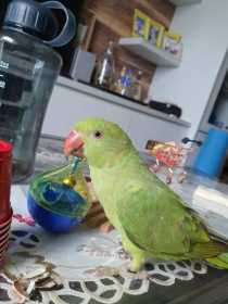 Lost Indian Ringneck Parakeet