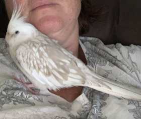 Lost Cockatiel