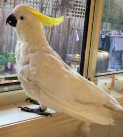 Lost Cockatoo