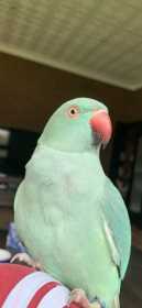 Lost Indian Ringneck Parakeet