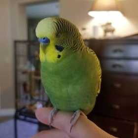 Lost Budgerigar