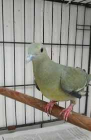 Lost Dove